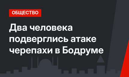 Два человека подверглись атаке черепахи в Бодруме