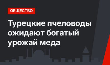 Турецкие пчеловоды ожидают богатый урожай меда