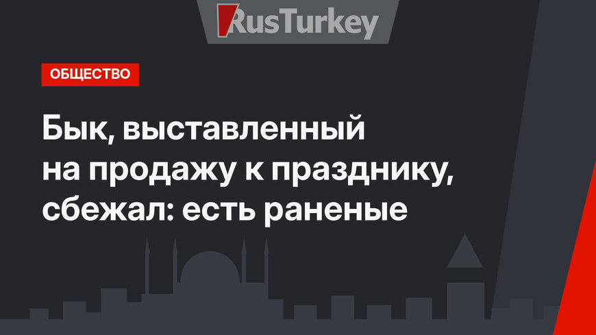 Бык, выставленный на продажу к празднику, сбежал: есть раненые