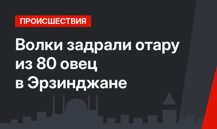 Волки задрали отару из 80 овец в Эрзинджане