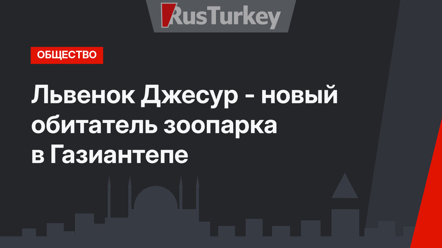 Львенок Джесур - новый обитатель зоопарка в Газиантепе