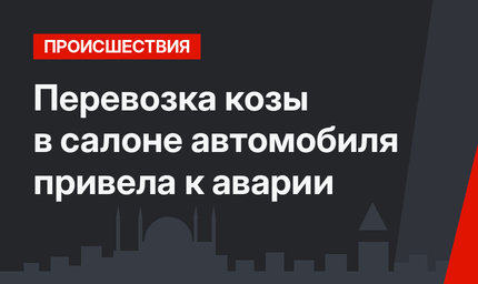 Перевозка козы в салоне автомобиля привела к аварии
