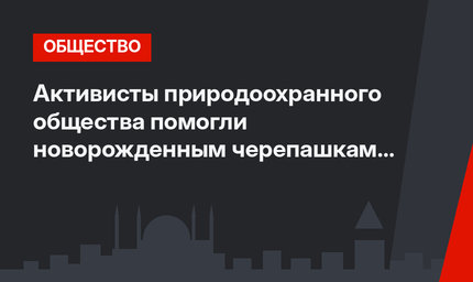 Активисты природоохранного общества помогли новорожденным черепашкам добраться до моря