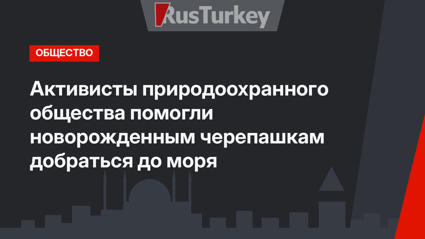 Активисты природоохранного общества помогли новорожденным черепашкам добраться до моря