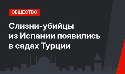 Слизни-убийцы из Испании появились в садах Турции