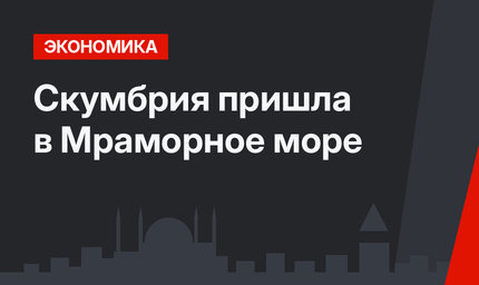 Скумбрия пришла в Мраморное море