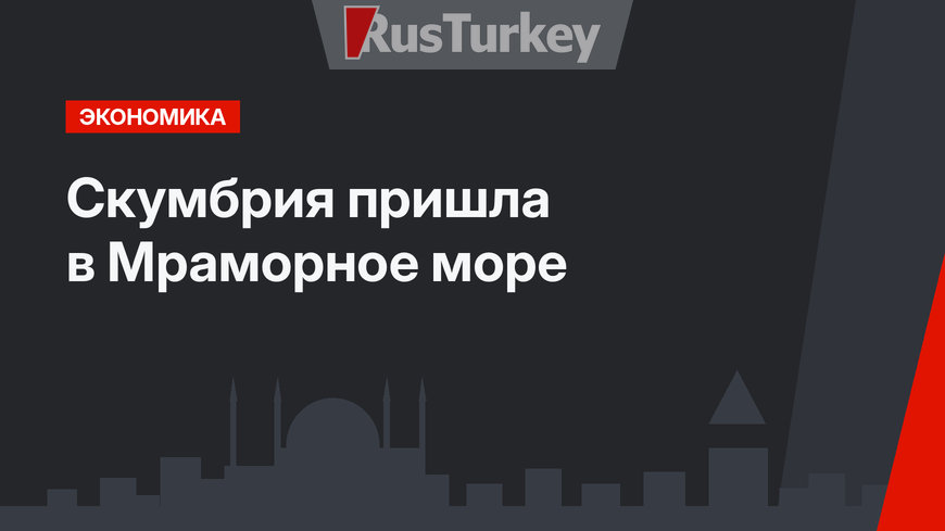Скумбрия пришла в Мраморное море