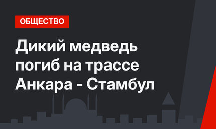 Дикий медведь погиб на трассе Анкара - Стамбул