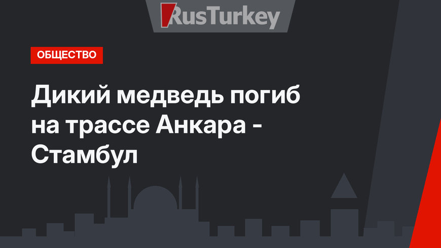 Дикий медведь погиб на трассе Анкара - Стамбул