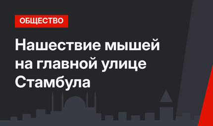 Нашествие мышей на главной улице Стамбула