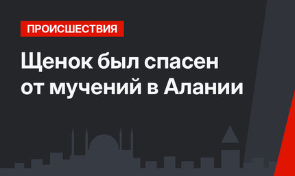 Щенок был спасен от мучений в Алании