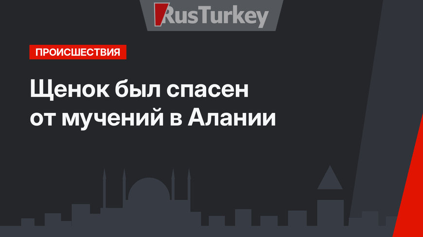 Щенок был спасен от мучений в Алании