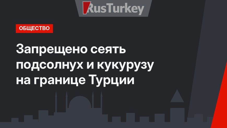 Запрещено сеять подсолнух и кукурузу на границе Турции