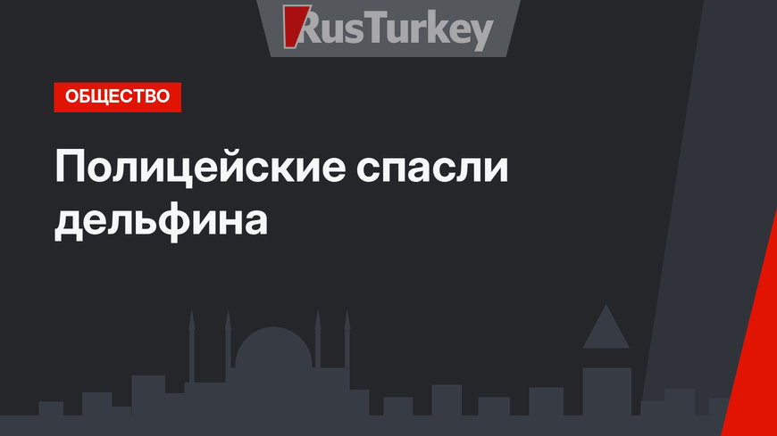 Полицейские спасли дельфина