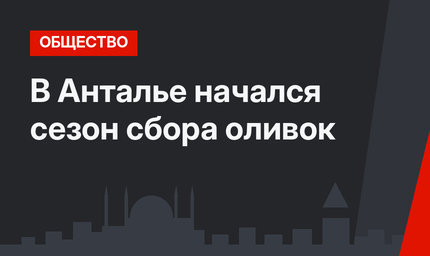 В Анталье начался сезон сбора оливок
