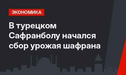 В турецком Сафранболу начался сбор урожая шафрана