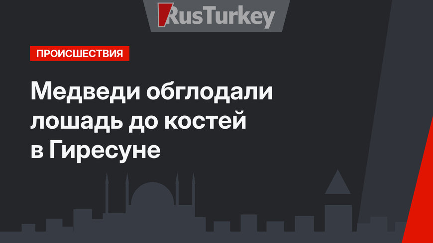 Медведи обглодали лошадь до костей в Гиресуне