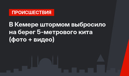 В Кемере штормом выбросило на берег 5-метрового кита (фото + видео)