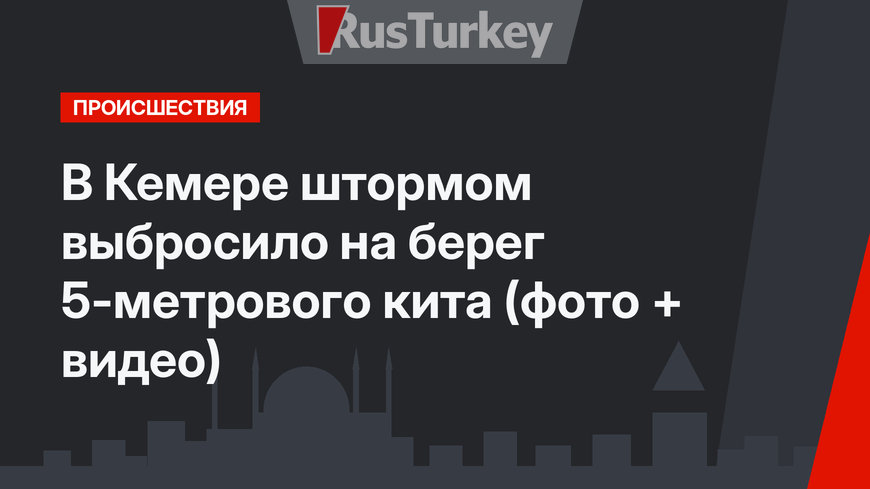 В Кемере штормом выбросило на берег 5-метрового кита (фото + видео)