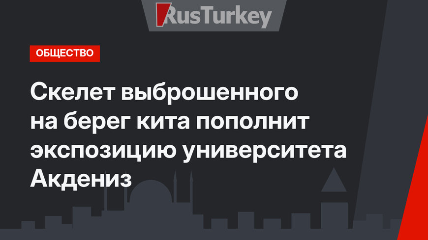 Скелет выброшенного на берег  кита пополнит экспозицию университета  Акдениз