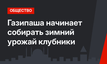 Газипаша начинает собирать зимний урожай клубники