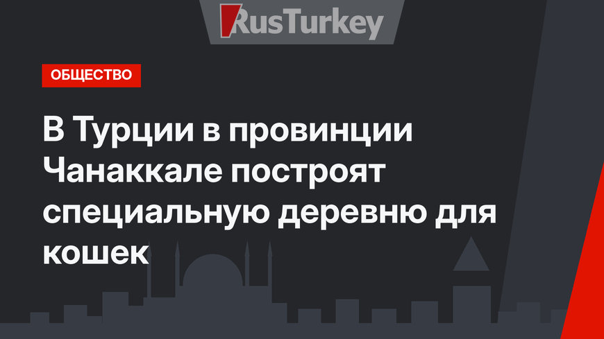 В Турции в провинции Чанаккале построят специальную деревню для кошек  