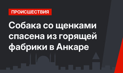 Собака со щенками спасена из горящей фабрики в Анкаре