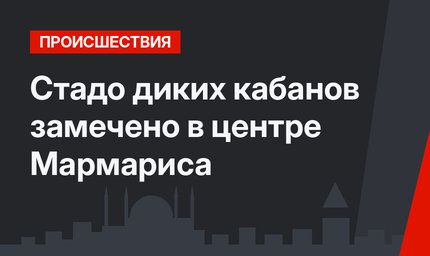 Стадо диких кабанов замечено в центре Мармариса