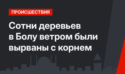 Сотни деревьев в Болу ветром были вырваны с корнем