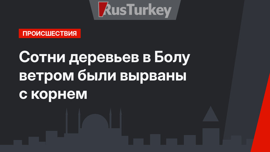 Сотни деревьев в Болу ветром были вырваны с корнем