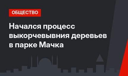 Начался процесс выкорчевывния деревьев в парке Мачка