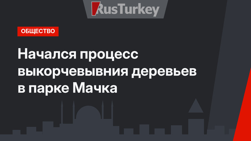Начался процесс выкорчевывния деревьев в парке Мачка