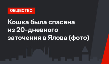 Кошка была спасена из 20-дневного заточения в Ялова (фото)