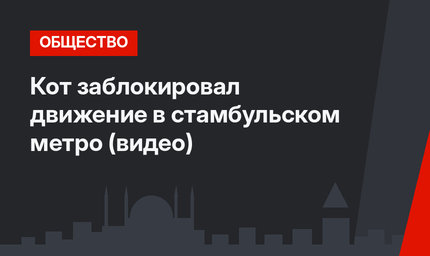 Кот заблокировал движение в стамбульском метро (видео)