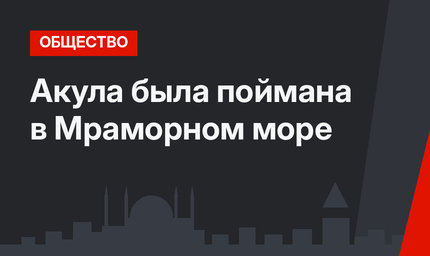 Акула была поймана в Мраморном море