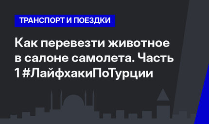 Как перевезти животное в салоне самолета. Часть 1 #ЛайфхакиПоТурции