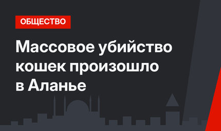 Массовое убийство кошек произошло в Аланье