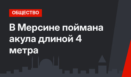В Мерсине поймана акула длиной 4 метра