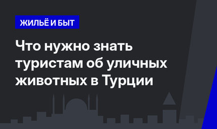 Что нужно знать туристам об уличных животных в Турции