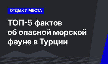 ТОП-5 фактов об опасной морской фауне в Турции