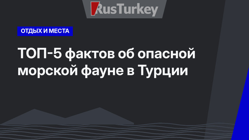 ТОП-5 фактов об опасной морской фауне в Турции