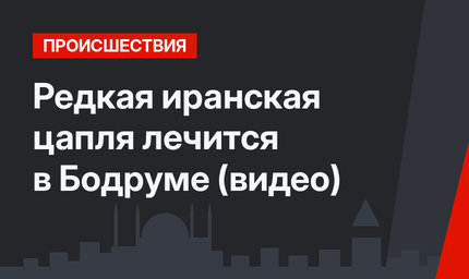 Редкая иранская цапля лечится в Бодруме (видео)