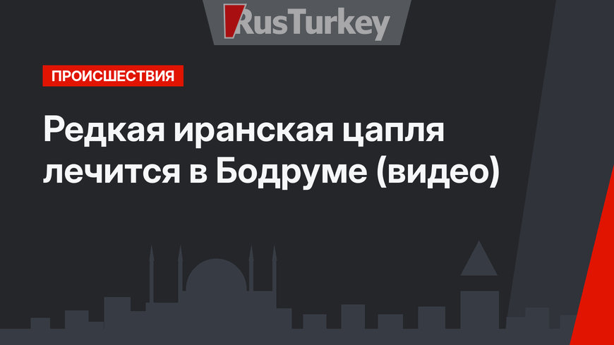 Редкая иранская цапля лечится в Бодруме (видео)
