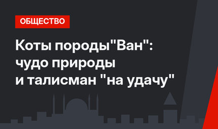 Коты породы"Ван": чудо природы и талисман "на удачу"