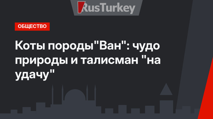 Коты породы"Ван": чудо природы и талисман "на удачу"