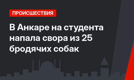 В Анкаре на студента напала свора из 25 бродячих собак