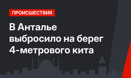 В Анталье выбросило на берег 4-метрового кита
