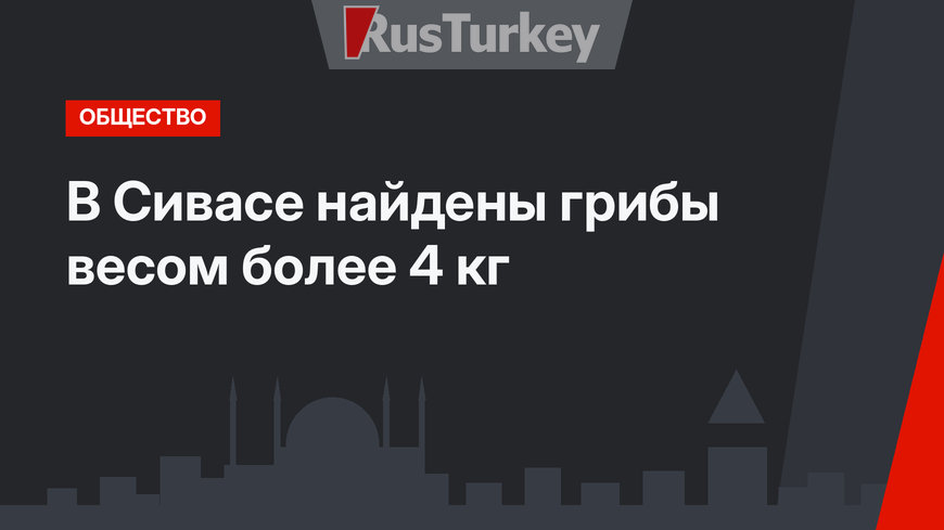 В Сивасе найдены грибы весом более 4 кг