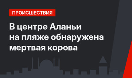 В центре Аланьи на пляже обнаружена мертвая корова
