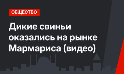Дикие свиньи оказались на рынке Мармариса (видео)